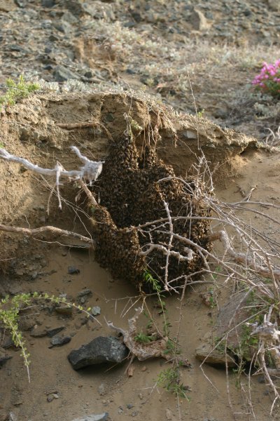 Bee hives in the wild